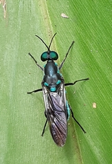 Eudmeta marginata