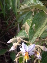 Solanum paniculatum