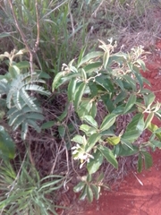 Solanum paniculatum