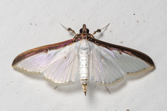 Cydalima laticostalis