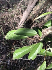 Mallotus philippensis