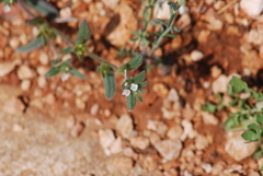 Buglossoides tenuiflora