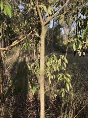 Mallotus philippensis