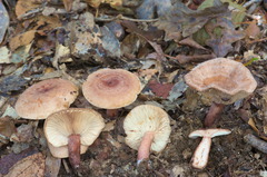 Lactarius quietus incanus