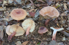 Lactarius quietus incanus