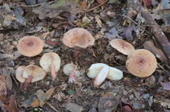 Lactarius quietus incanus