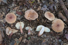 Lactarius quietus incanus