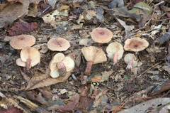 Lactarius quietus incanus