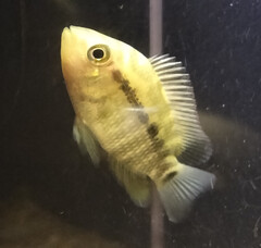 Chameleon Cichlid photo 2