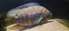 Chameleon Cichlid photo 3