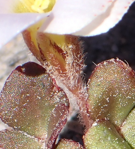 Algoa Sorrel (Oxalis algoensis)