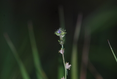 Linaria micrantha