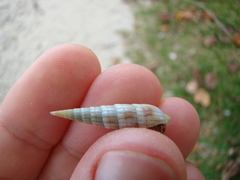 Terebridae