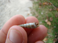 Terebridae