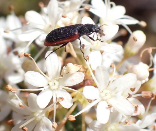 Jackal Buchu (Agathosma mundii)