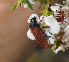 Castiarina erythroptera