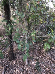 Aphananthe philippinensis