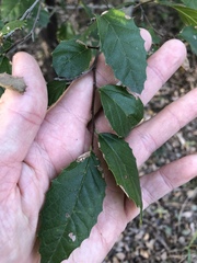 Aphananthe philippinensis