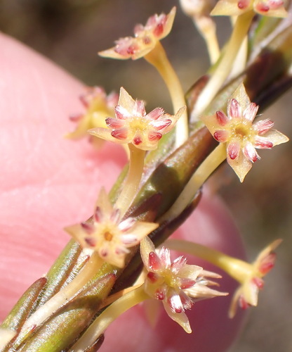 Kleinkaroo Capespray (Struthiola eckloniana)