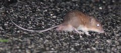 Gaumer's Spiny Pocket Mouse photo 4