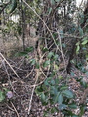 Aphananthe philippinensis