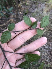 Aphananthe philippinensis