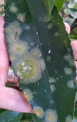 Cephaleuros lagerheimii