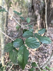 Aphananthe philippinensis