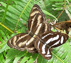 Athyma nefte subrata