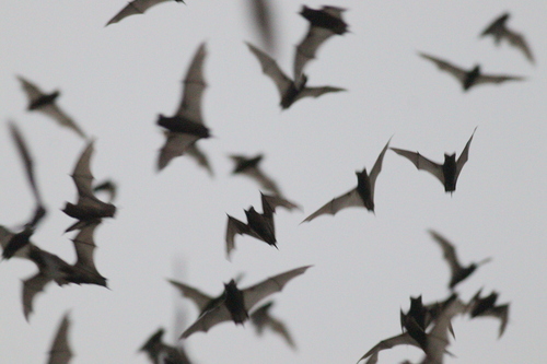 Broad-eared Bat