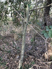 Aphananthe philippinensis