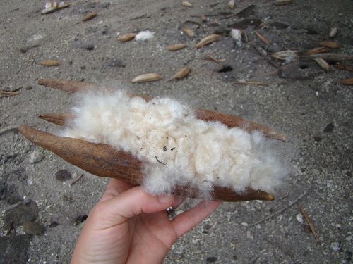 Ceiba pentandra observed 2019-11-23