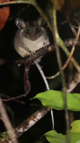 Big-eared Climbing Rat