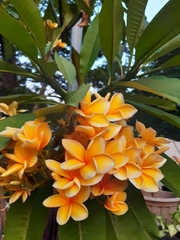 Plumeria
