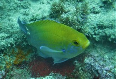 Chromis dasygenys