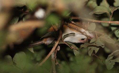 Hatt's Vesper Rat