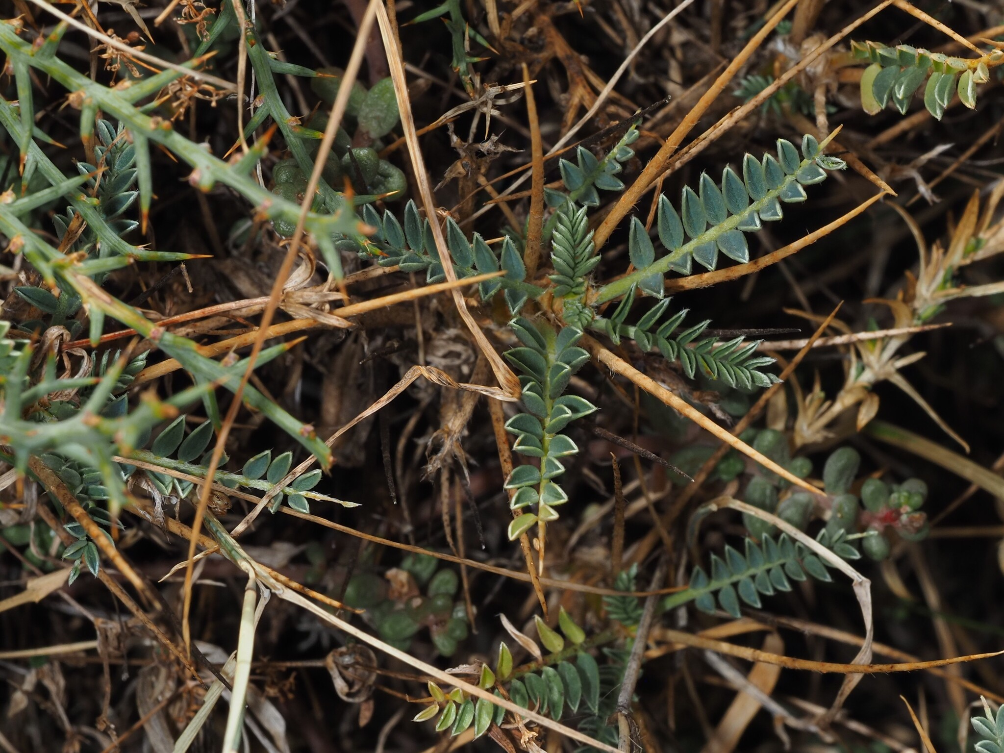 Astragalus genargenteus