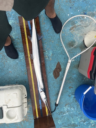 Pacific agujon needlefish (Tylosurus pacificus) — Belonidae — 3