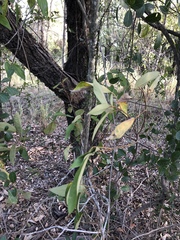 Mallotus philippensis