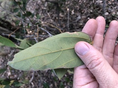 Mallotus philippensis