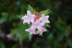 Abelia × grandiflora