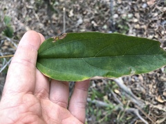 Mallotus philippensis