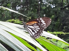 Danaus melanippus hegesippus
