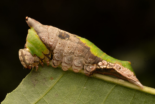 White-streaked Prominent photo 4
