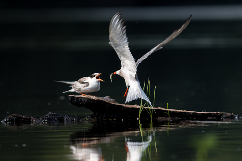 Charrán común (Sterna hirundo)