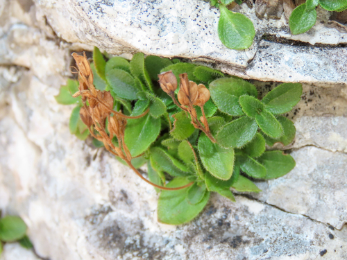 Leafless-stemmed Speedwell (Veronica aphylla)