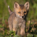 Red Fox - Photo (c) Алина Урусова, some rights reserved (CC BY), uploaded by Алина Урусова