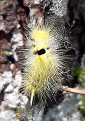 Calliteara horsfieldii