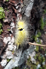 Calliteara horsfieldii