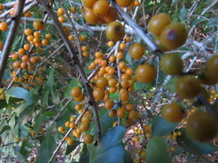 Denhamia fasciculiflora